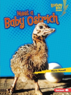 cover image of Meet a Baby Ostrich